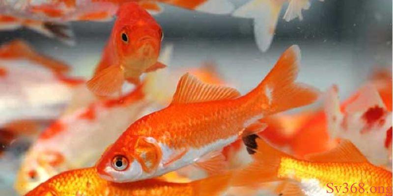 mơ thấy cá chép Nằm mơ thấy cá chép nên đánh con lô nào là chuẩn?