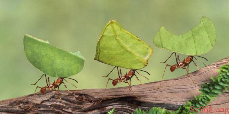 mơ thấy kiến mơ thấy kiến
