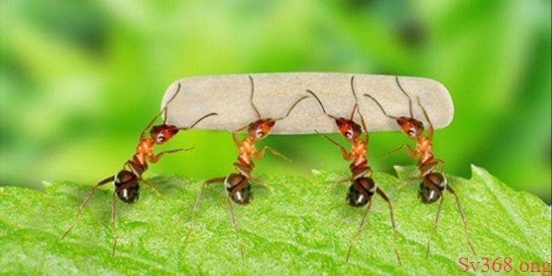 mơ thấy kiến mơ thấy kiến