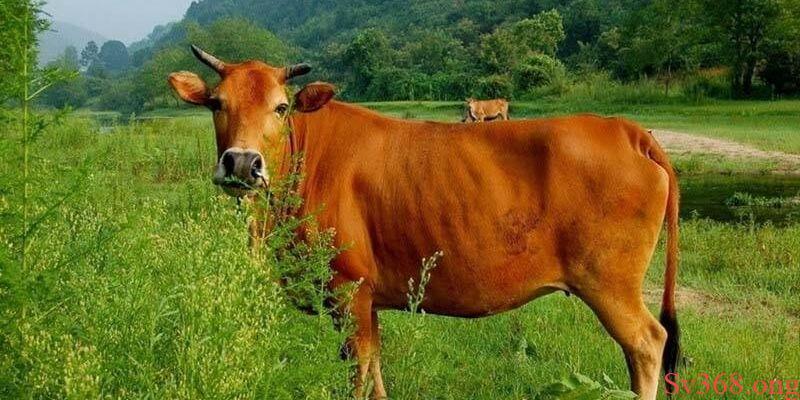 Mơ Thấy Con Bò - Luận Giải Về Điềm Báo May Rủi Với SV368 1 Hình ảnh của con bò trong văn hóa và tâm linh