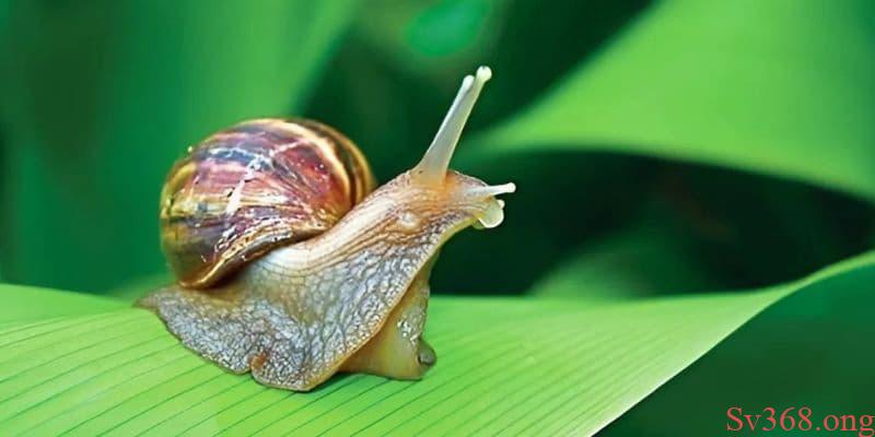 Nằm Mơ Thấy Ốc: Giải Mã Ý Nghĩa & Con Số May Mắn Tài Lộc 4 Mơ thấy ốc sên đánh số 98 - 99