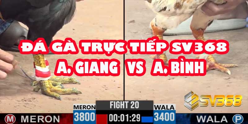 Đá Gà Trực Tiếp SV368: A Giang vs A Bình | Kèo 30 Triệu Full HD