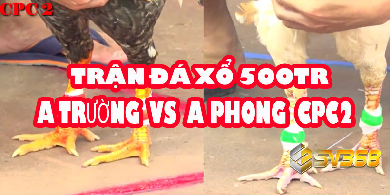 Trận Đá Gà xổ 500 Triệu: Anh Trường vs Anh Phong Tiền Giang (Bồ C2)