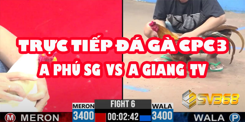 Trực tiếp Đá Gà CPC3: A Phú Sài Gòn vs A Giang Trà Vinh - Kèo Đồng Xổ 30